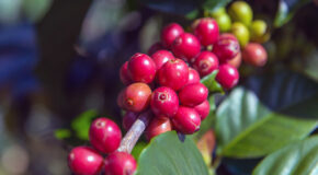 Røde og grønne klaser med Maragogipe-kaffebær henger på en grein