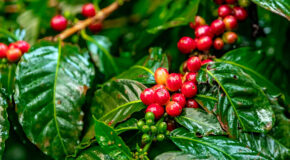 Sidra-kaffebønner vokser på et kaffetre