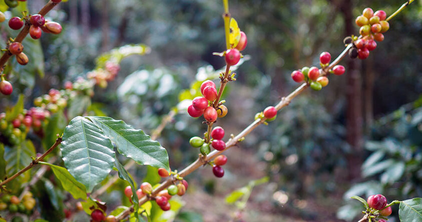 Modne kaffebær på en Ruiru 11-kaffeplante