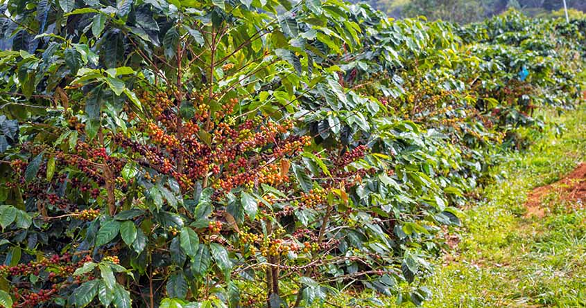 En kaffeplantasje med mange Ruiru 11-kaffetrær