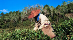 En person i Darjeeling plukker teblader fra tebusker