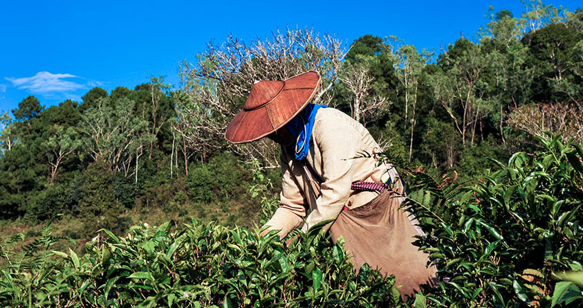 En person i Darjeeling plukker teblader fra tebusker