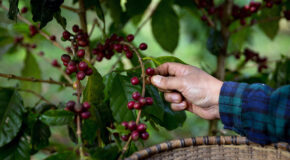 En kaffefarmer i Brasil plukker conilon-kaffe