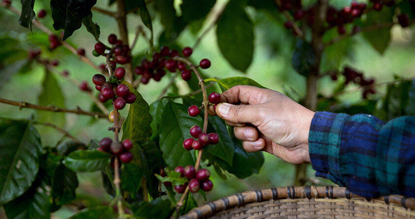 En kaffefarmer i Brasil plukker conilon-kaffe