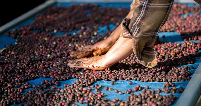 En person legger kaffebær utover til tørk