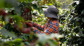 En kvinne plukker robusta-kaffebær fra et tre
