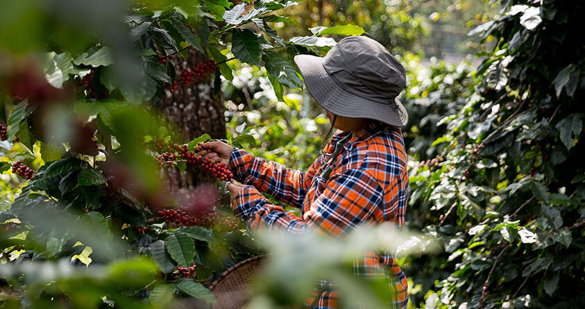 En kvinne plukker robusta-kaffebær fra et tre