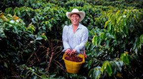 En kaffefarmer står i en plantasje og holder opp plukkede kaffebær