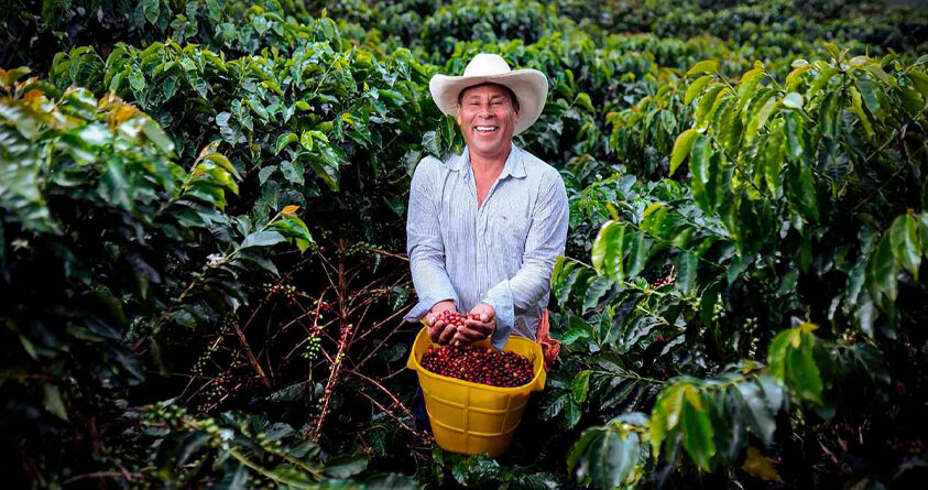 En kaffefarmer står i en plantasje og holder opp plukkede kaffebær