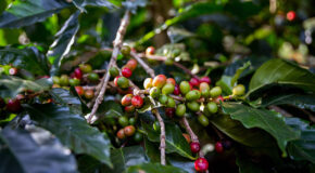 Nærbilde av kaffebær på et kaffetre
