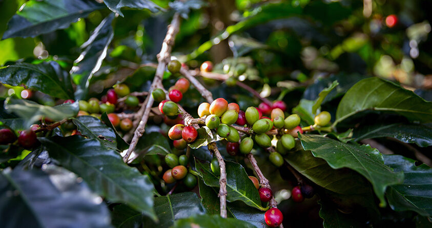 Nærbilde av kaffebær på et kaffetre