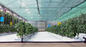 Hydroponisk dyrking av planter foregår inne i et stort drivhus