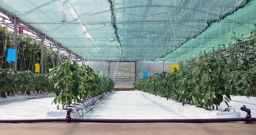 Hydroponisk dyrking av planter foregår inne i et stort drivhus