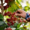 En person plukker et kaffebær fra en kaffeplante