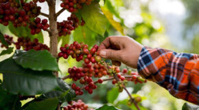 En person plukker et kaffebær fra en kaffeplante