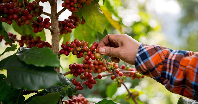 En person plukker et kaffebær fra en kaffeplante