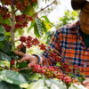 En kvinne undersøker kaffebærene på et kaffetre