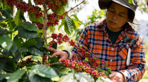 En kvinne undersøker kaffebærene på et kaffetre