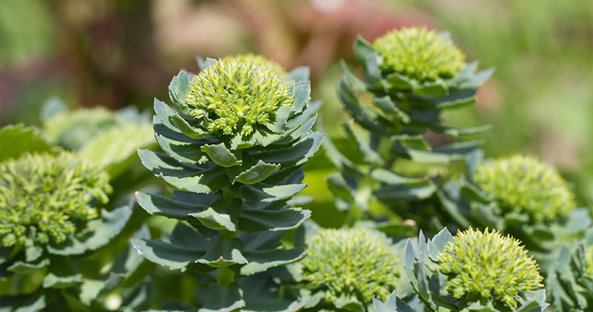 Rosenrøtter som blomstrer ute i naturen