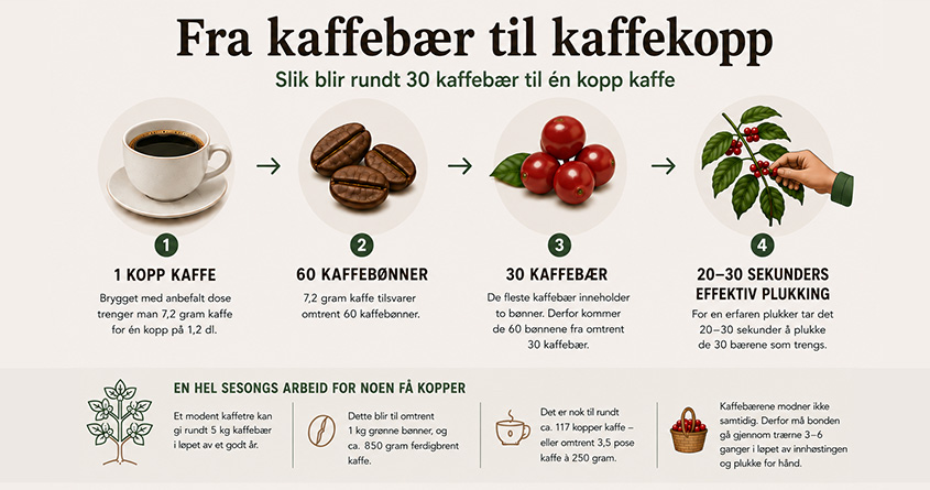 Illustrasjon av reisen fra kaffebær til kaffekopp – én kopp kaffe tilsvarer 60 kaffebønner, som tilsvarer 30 kaffebær, som tilsvarer 20–30 sekunders effektiv plukking